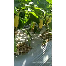 White fruit vegetable f1 hybrid  chilli pepper Capsicum seed